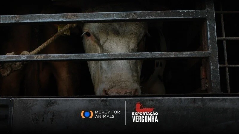 Exportacao de animais